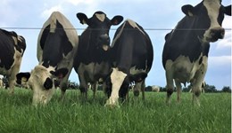 Increase dry matter yield, reduce purchased feed and become more profitable